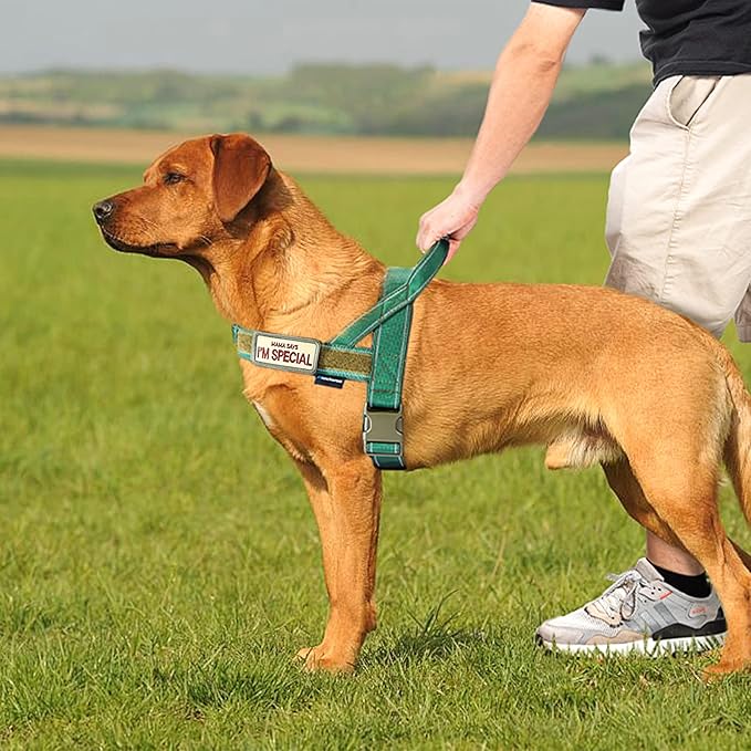 Annchwool No Pull Dog Harness with Soft Padded Handle,Reflective Strip Escape Proof and Quick Fit to Adjust Harness,Easy for Training Walking for Small & Medium and Large Dogs(Green,L)