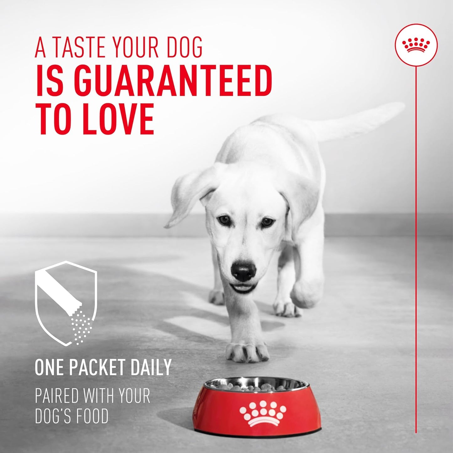 Royal Canin Probiotics for Dogs Digestive and Immune Health Powder Supplement for Dogs of All Ages, 30 Count (Pack of 2)