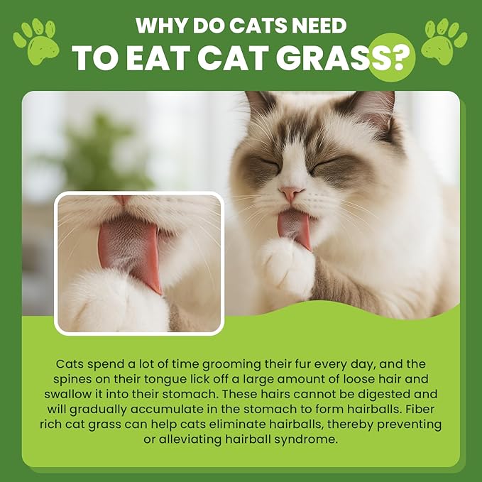 Cat Grass Sticks, 60 g Cat Grass Teething Stick and 50 g Cats Treats, Natural Dental Chews for Teeth Cleaning & Hairball Relief Teething Sticks for Indoor Cats Grain-Free
