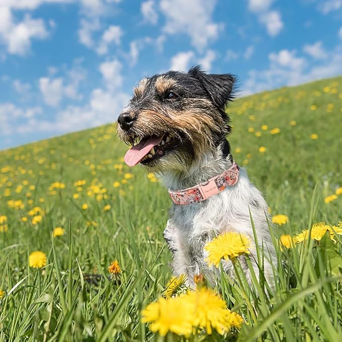 Unique style paws Dog Collar Metal Buckle Pink Rose Collar Flower Gift Durable Cute Collar for Small Medium Large Boys Girls Dogs
