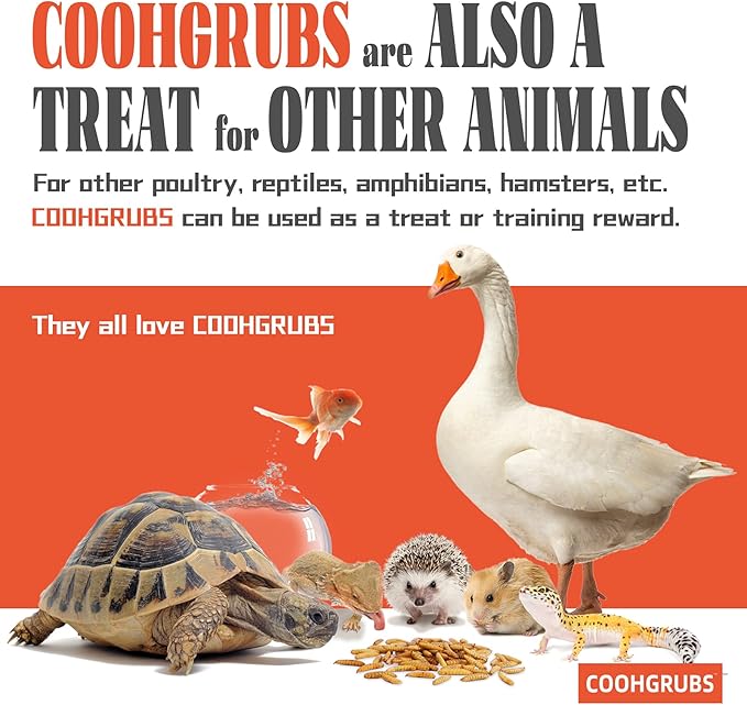 Dried Black Soldier Fly Larvae for Chickens 10 lb - All Natural High-Calcium Poultry Feed & Bird Treats