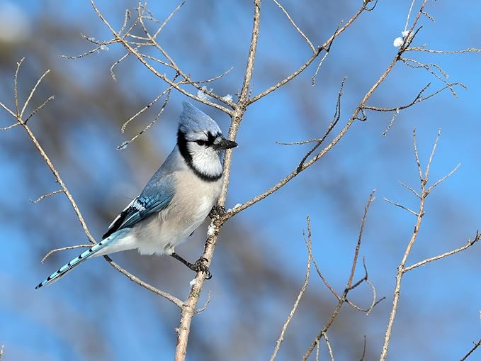 Birdseed Cylinders with Hole - Bird Seed for Outside Wild Birds (Small Cylinder, Mighty Bird Mix 1pc)