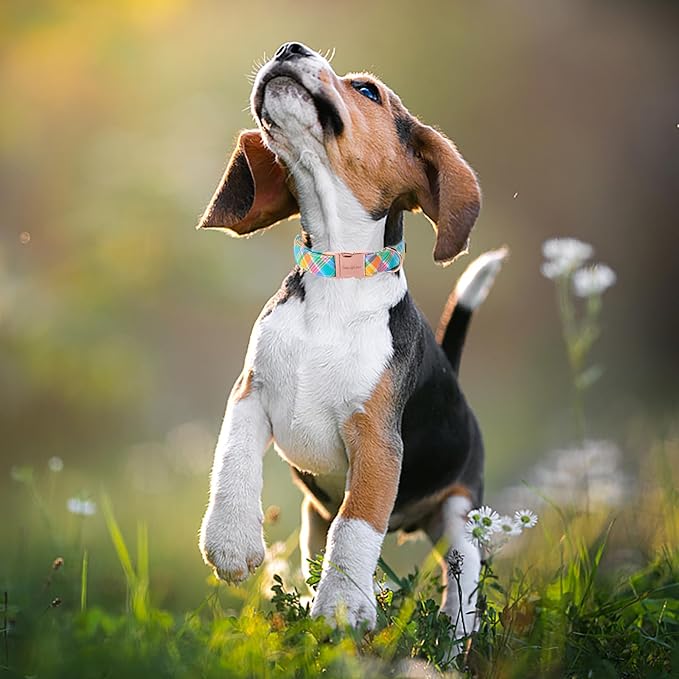 Unique style paws Easter Dog Collar Plastic Buckle Puppy Collar Colorful Plaid Puppy Collars for Small Medium Large Boys Girls Dogs