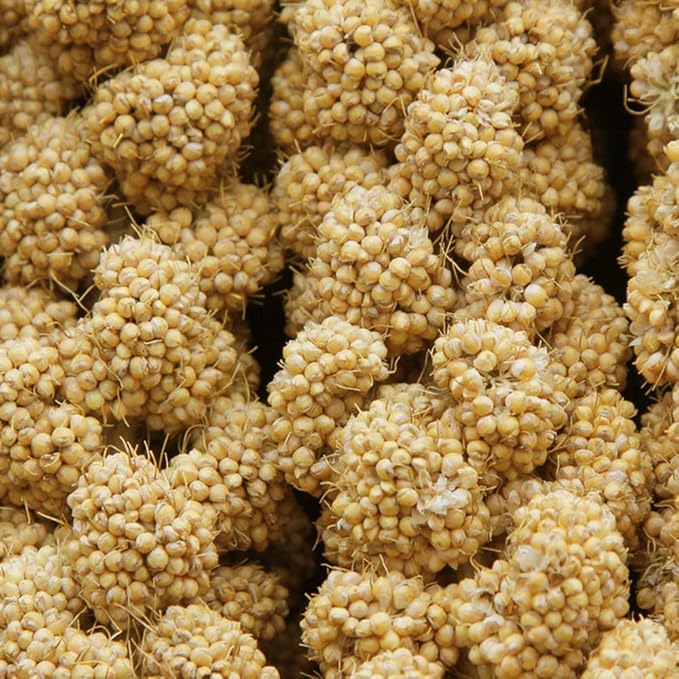 Jmxu's Spray Millet Treat for Birds Parakeets, Natural Sun-Dried Birds Millet for Cockatiel, Budgie, Finches, Parrots, Hamster (2 Pounds)