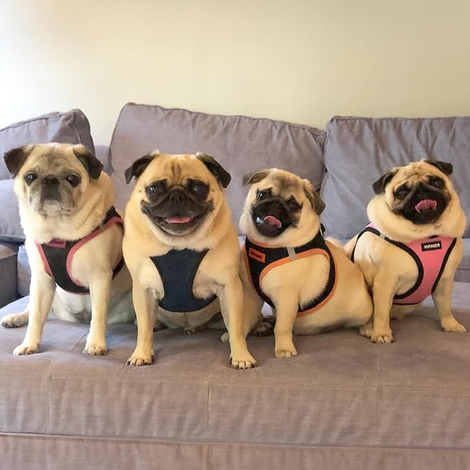 Voyager Step-in Air All Weather Mesh Harness and Reflective Dog 5 ft Leash Combo with Neoprene Handle, for Small, Medium and Large Breed Puppies by Best Pet Supplies - Blue/Black Trim, Small