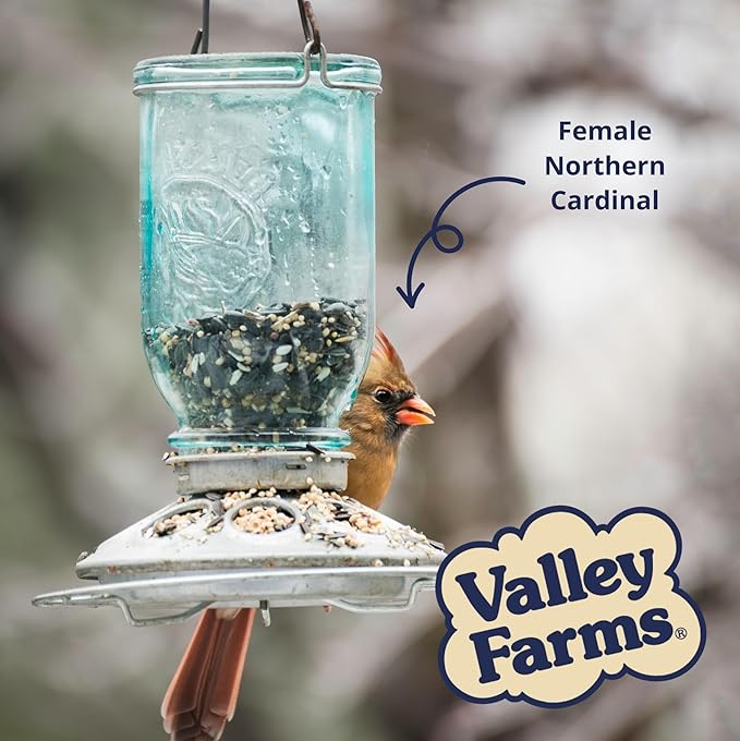 Valley Farms Super Deluxe Wild Bird Food 4 LBS (Pack of 2) for Outside feeders - 0% fillers - w/Sunflower Seed -Peanut kernels -Feed More Birds w/Less Seed