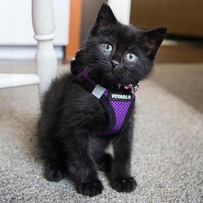 Voyager Step-in Air All Weather Mesh Harness and Reflective Dog 5 ft Leash Combo with Neoprene Handle, for Small, Medium and Large Breed Puppies by Best Pet Supplies - Purple/Black Trim, XX-Small