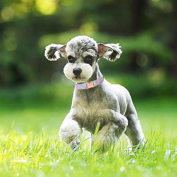 Unique style paws Dog Collar Metal Buckle Purple Blending Collar Gift Durable Cute Collar for Small Medium Large Boys Girls Dogs