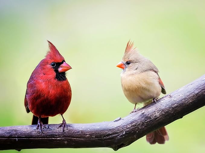 Birdseed Cylinders with Hole - Bird Seed for Outside Wild Birds (Small Cylinder, Neat Beak 6pc)