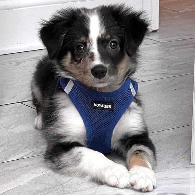 Voyager Step-in Air All Weather Mesh Harness and Reflective Dog 5 ft Leash Combo with Neoprene Handle, for Small, Medium and Large Breed Puppies by Best Pet Supplies - Set (Royal Blue), XS