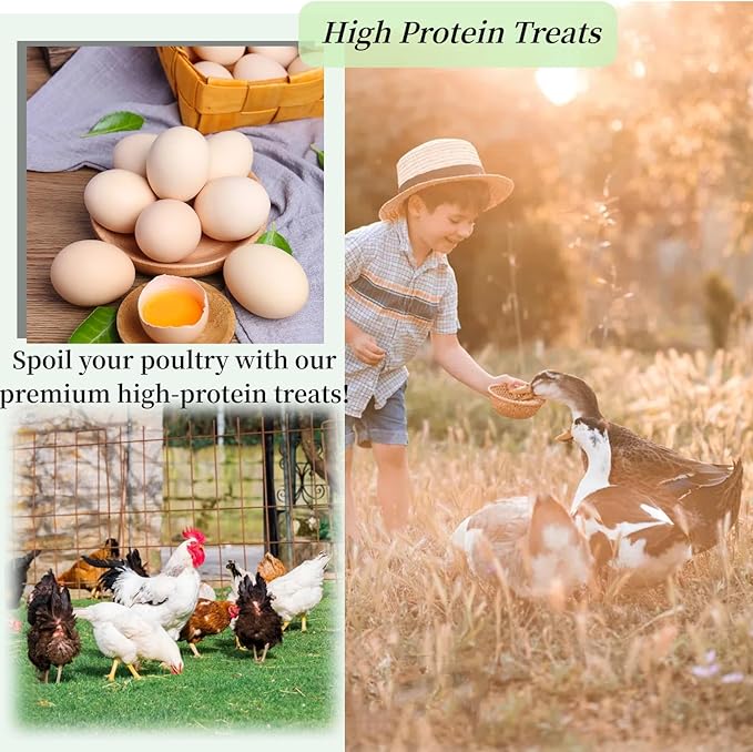 Dried Black Soldier Fly Larvae 10LB, High Calcium Chicken Feed – 85X More Calcium, Non-GMO Treats for Chickens, Laying Hens, Ducks, Turkeys, Wild Birds, Turtles