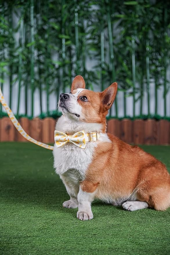 Custom Dog Collar with Names and Phone Number Engraved, Puppy Tags Personalized for Small Medium Large Pets