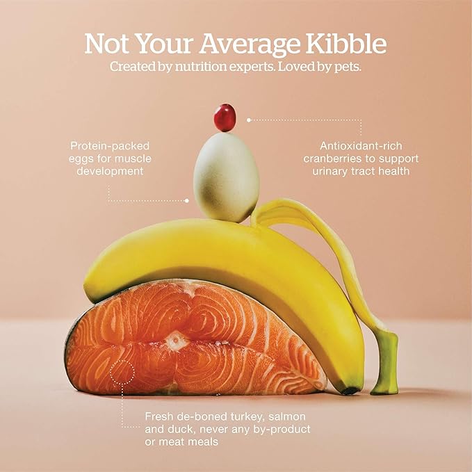 Now Fresh Grain-Free Dry Kitten Food with Turkey, Salmon & Duck, Healthy Kibble for Growing Cats with Real Meat & Fish, Chicken-Free, with Pumpkin & Probiotics for Sensitive Stomachs, 3 lb Bag