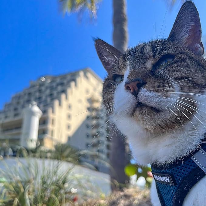 Voyager Step-in Air All Weather Mesh Harness and Reflective Dog 5 ft Leash Combo with Neoprene Handle, for Small, Medium and Large Breed Puppies by Best Pet Supplies - Blue/Black Trim, Medium