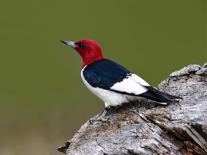 Birdseed Cylinders with Hole - Bird Seed for Outside Wild Birds (Small Cylinder, Redhead Special 6pc)