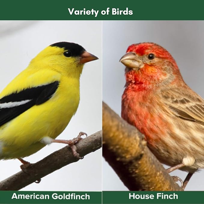 Blue Seal Premium Finch Mix Wild Bird Seed - Specialty Blend to Attract Finches - 8lb Bag