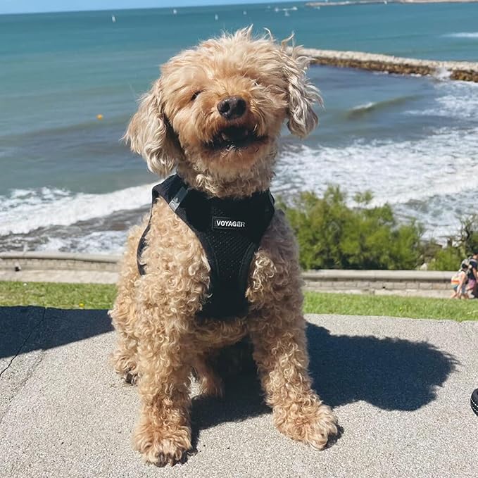 Voyager Step-in Air All Weather Mesh Harness and Reflective Dog 5 ft Leash Combo with Neoprene Handle, for Small, Medium and Large Breed Puppies by Best Pet Supplies - Set (Black), L