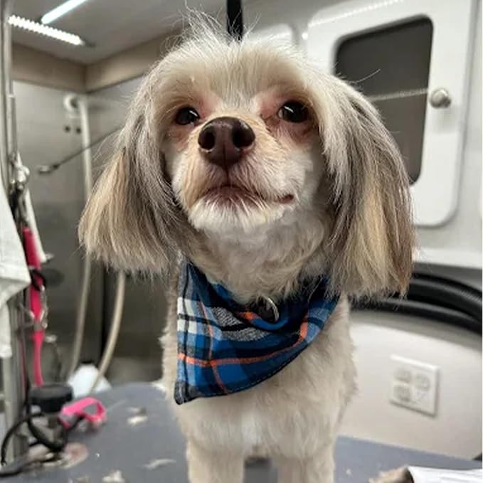 House & Hound Tearless All-in-One Dog Shampoo & Conditioner – Gentle Hypoallergenic Pet Wash for Puppies & Dogs – Cleans, Deodorizes & Detangles, pH-Balanced, 16 oz