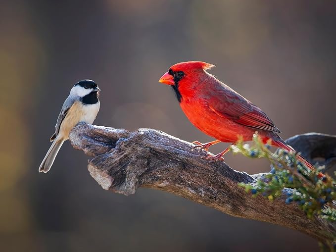 Birdseed Cylinders with Hole - Bird Seed for Outside Wild Birds (Small Cylinder, Neat Beak 4pc)