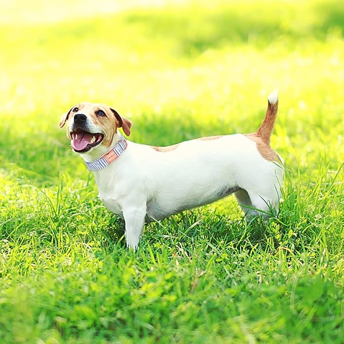 Unique style paws Dog Collar Metal Buckle Blue Striped Flower Collar Gift Durable Cute Collar for Small Medium Large Boys Girls Dogs