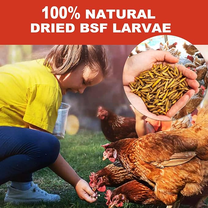 5.5LBS Black Soldier Fly Larvae Superior to Dried Mealworm - BSF Larvae 85x More Calcium Than Meal Worms for Chickens - Black Solider Fly Larvaeis Treats for Laying Hens, Birds, Reptiles