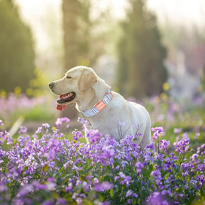 Unique style paws Dog Collar Metal Buckle Blue Striped Flower Collar Gift Durable Cute Collar for Small Medium Large Boys Girls Dogs
