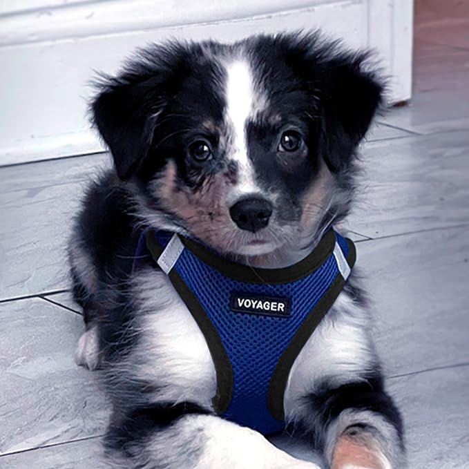 Voyager Step-in Air All Weather Mesh Harness and Reflective Dog 5 ft Leash Combo with Neoprene Handle, for Small, Medium and Large Breed Puppies by Best Pet Supplies - Royal Blue/Black Trim, X-Small
