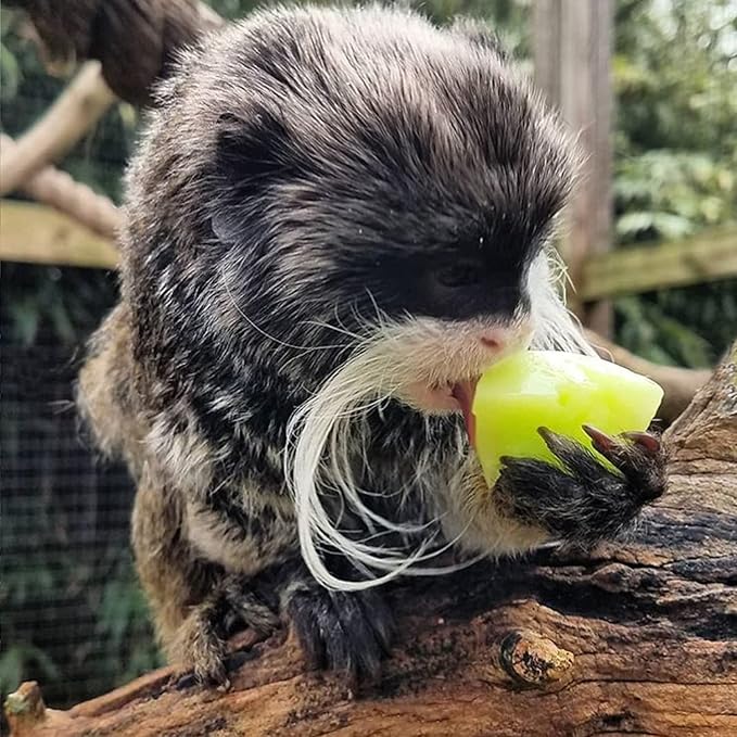 Nectar Pods (Variety 5 Pack) - Calcium-Fortified Jelly Fruit Treat - Sugar Gliders, Marmosets, Squirrels, Parrots, Cockatiels, Parakeets, Birds, Hamsters, Day Geckos, Kinkajous & Other Small Pets…