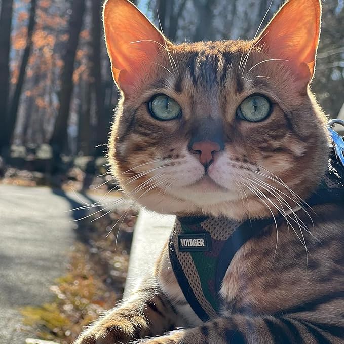 Voyager Step-in Air All Weather Mesh Harness and Reflective Dog 5 ft Leash Combo with Neoprene Handle, for Small, Medium and Large Breed Puppies by Best Pet Supplies - Army Base, M