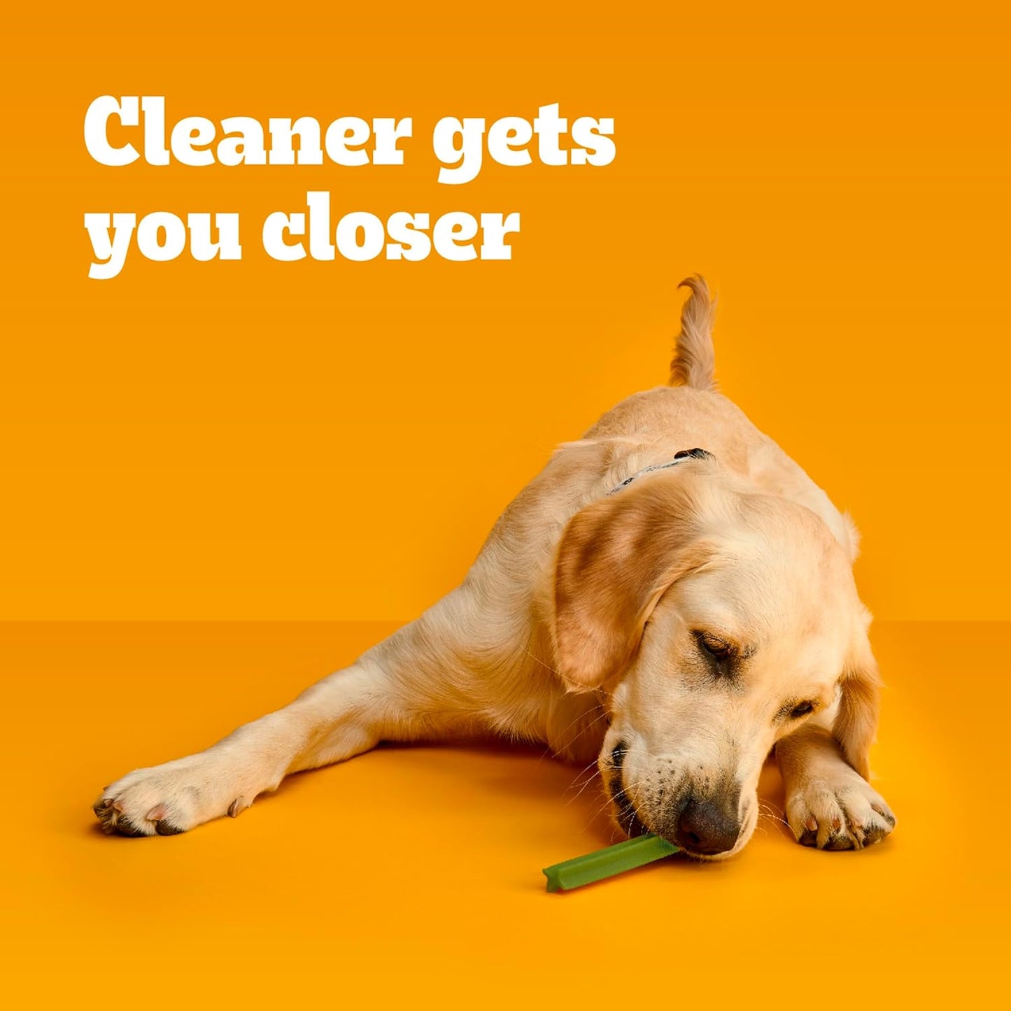 PEDIGREE DENTASTIX Dental Dog Treats for Large Dogs Fresh Flavor Dental Bones, 5.19 oz. 6 Treats (Pack of 7)