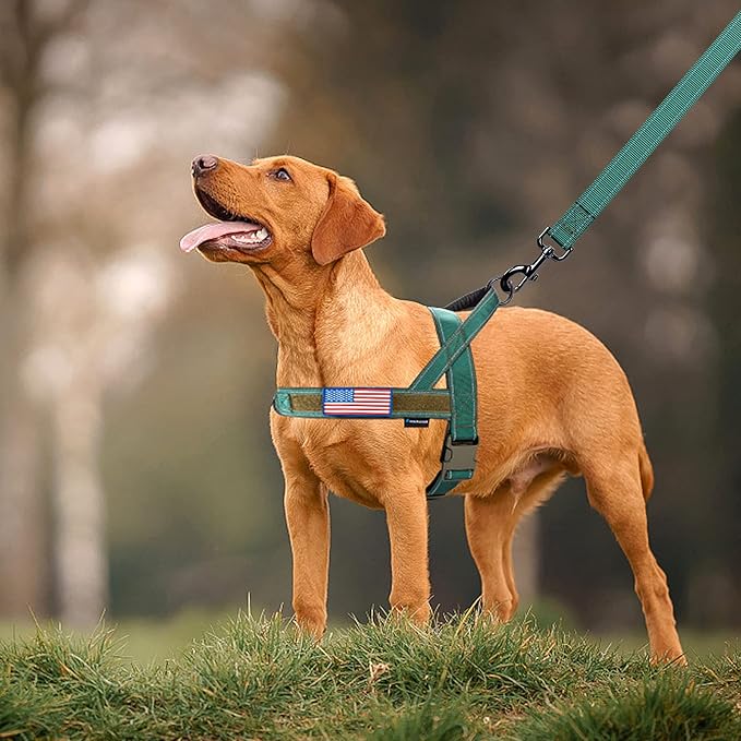 Annchwool No Pull Dog Harness with Padded Handle+5 Ft Leash,Reflective Strip Escape Proof and Quick Fit to Adjust Dog Harness,Easy for Training Walking for Small & Medium and Large Dogs(Green-Set,M)
