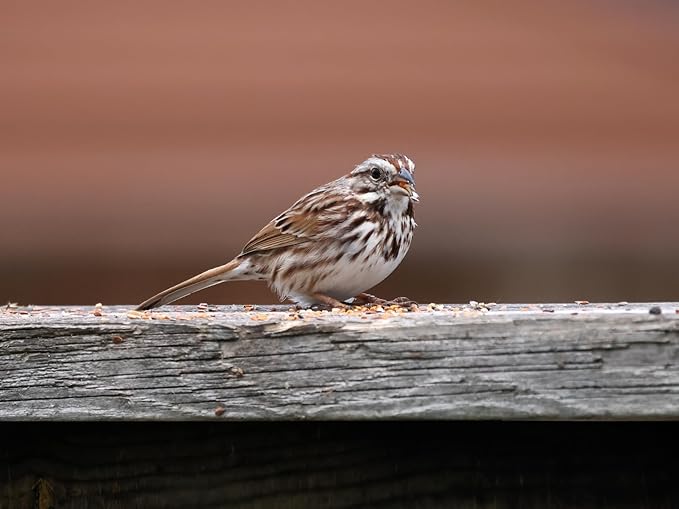 Birdseed Cylinders with Hole - Bird Seed for Outside Wild Birds (Small Cylinder, Bandit Buster 6pc)