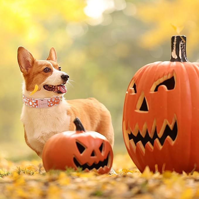 Unique style paws Dog Collar Metal Buckle Collar for Autumn Winter Christmas for Small Medium Large Boys Girls Dogs