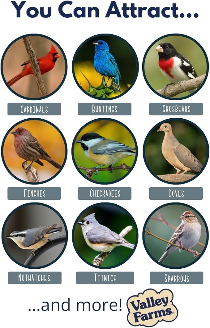 Valley Farms Safflower Seed Wild Bird Food (15 LB) for Outside Feeders, Safflower Bird Seed for Cardinals, Grosebeaks, and Buntings, Cardinal Birdseed for Ourtside Feeders