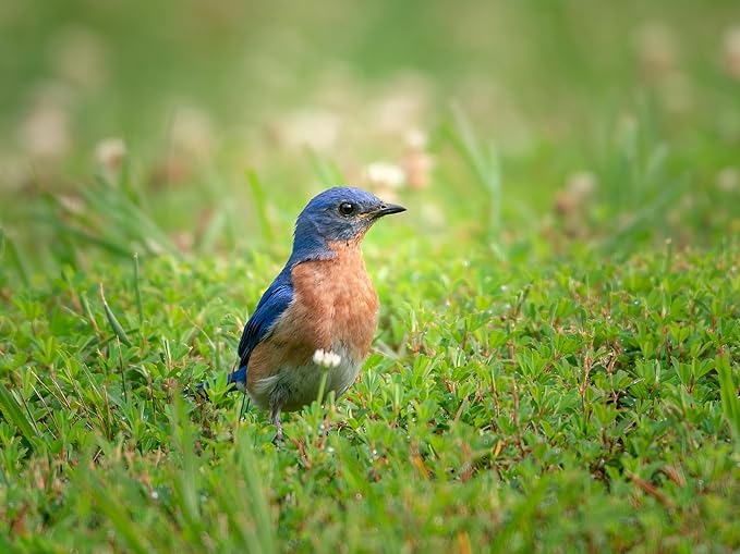 Birdseed Cylinders with Hole - Bird Seed for Outside Wild Birds (Small Cylinder, Mighty Bird Mix 1pc)