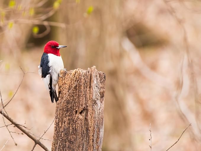 Birdseed Cylinders with Hole - Bird Seed for Outside Wild Birds (Small Cylinder, Redhead Special 2pc)