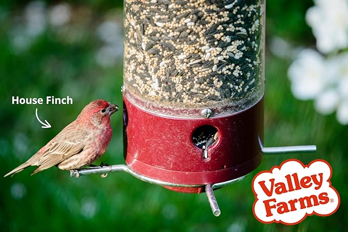 Valley Farms Deluxe Blend (40 LB) Wild Bird Food for Outside Feeders with Black Oil Sunflower and Safflower Seeds for Birds - Value Birdseed