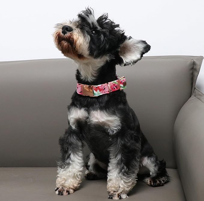 Unique Style Paws Dog Collar Metal Buckle Watermelon Cute Collar for Small Medium Large Boys Girls Dogs