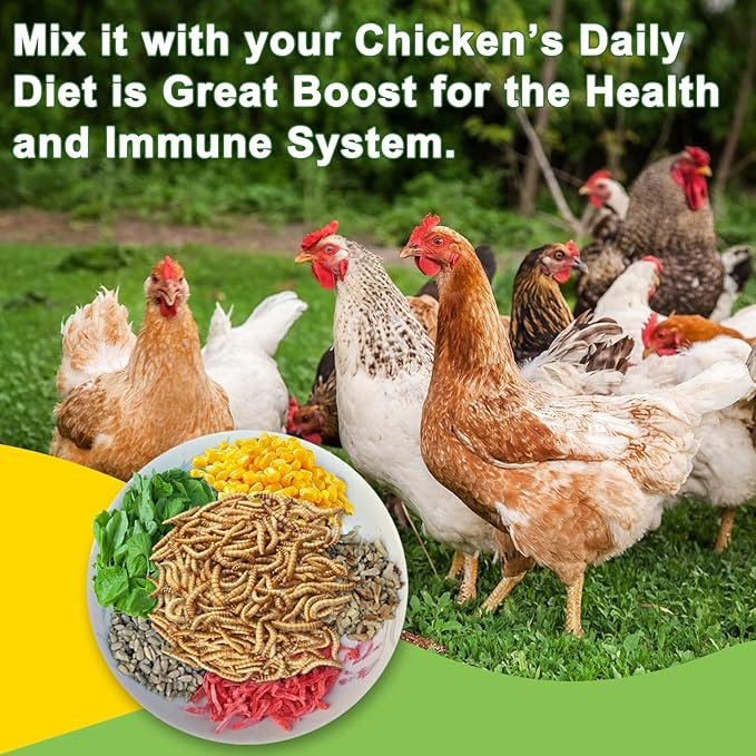 2LB Dried Black Soldier Fly Larvae Treat for Chicken, 100% Natural Non-GMO More Calcium Than Dried Mealworms High Protein Chicken Feed for Birds, Ducks, Layer Hens