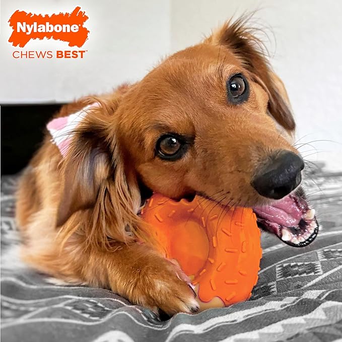 Nylabone Limited Edition 70th Birthday Donut Power Chew Toy for Dogs, Durable & Tough Dog Toys for Aggressive Chewers, Pumpkin & Peanut Butter Flavor, Large - Up to 50 lbs (1 Count)