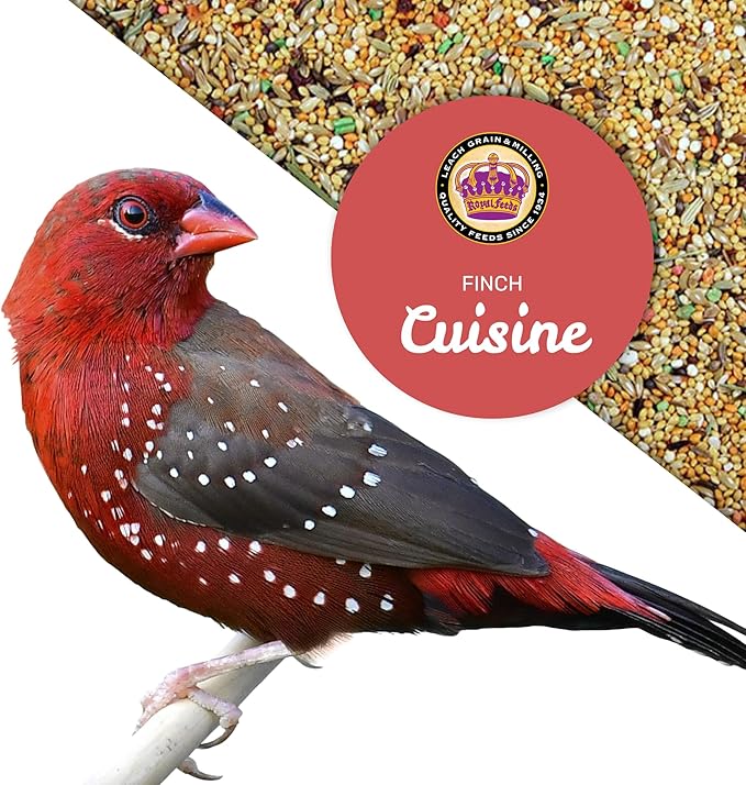 Finch Cuisine 4 Lbs, Finch Food, Nutrient-Rich Blend Bird Seed, Birdseed for Finches and Small Birds, Support Daily Energy, Growth & Healthy Balanced Diet, No Mess Bird Seed