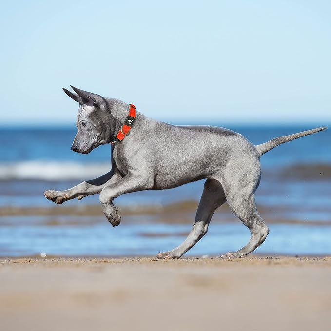 Dog Collar for Small Dogs (Width- 3/4", Neck - 10.5"-14.5") Adjustable Pet Neck Band with Comfortable Soft Padding, Lifetime Durability, Heavy-Duty O-Ring (Orange, Small)