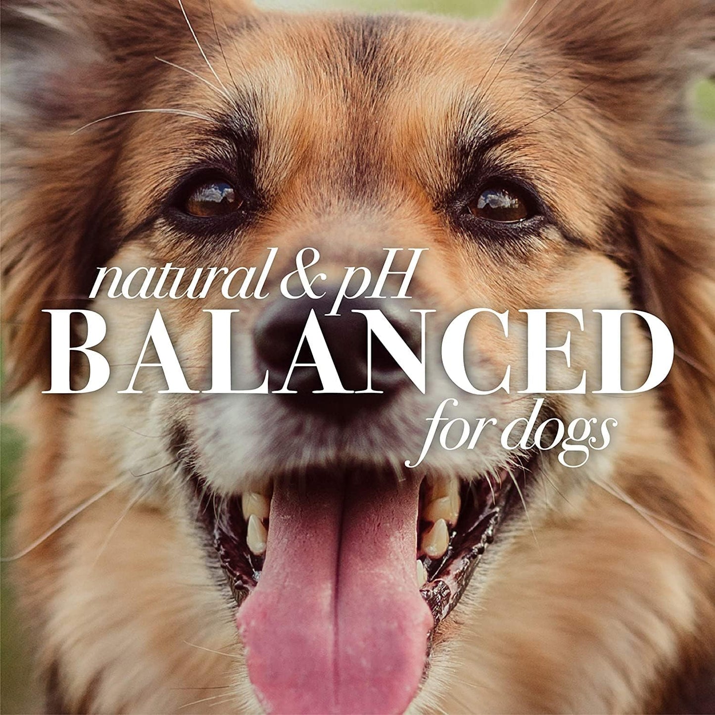 Burt's Bees for Pets Calming Dog Shampoo with Lavender and Green Tea, 6pk, 95% Natural Origin Formulas, Calming Lavender Dog Shampoo - Gentle Dog Shampoo, Best Dog Shampoo, Lavender, 6pk 16 oz