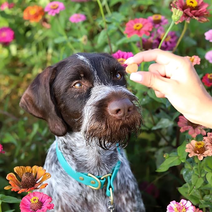 ARK NATURALS Breath Bursts Brushless Toothpaste Dog Treats, Dog Dental Bits for Small Breeds, Unique Texture Helps Clean Teeth & Freshen Breath, Peppermint, 4 oz, 1 Pack