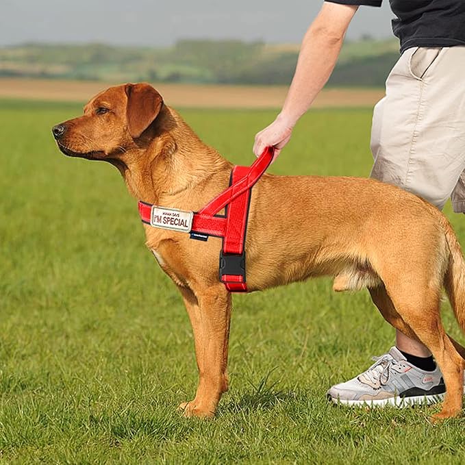 Annchwool No Pull Dog Harness with Soft Padded Handle,Reflective Strip Escape Proof and Quick Fit to Adjust Dog Harness,Easy for Training Walking for Small & Medium and Large Dogs(Red,L)
