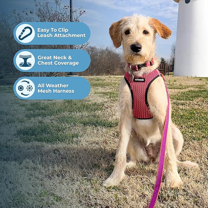 Voyager Step-in Air All Weather Mesh Harness and Reflective Dog 5 ft Leash Combo with Neoprene Handle, for Small, Medium and Large Breed Puppies by Best Pet Supplies - Fuchsia (2-Tone), XS