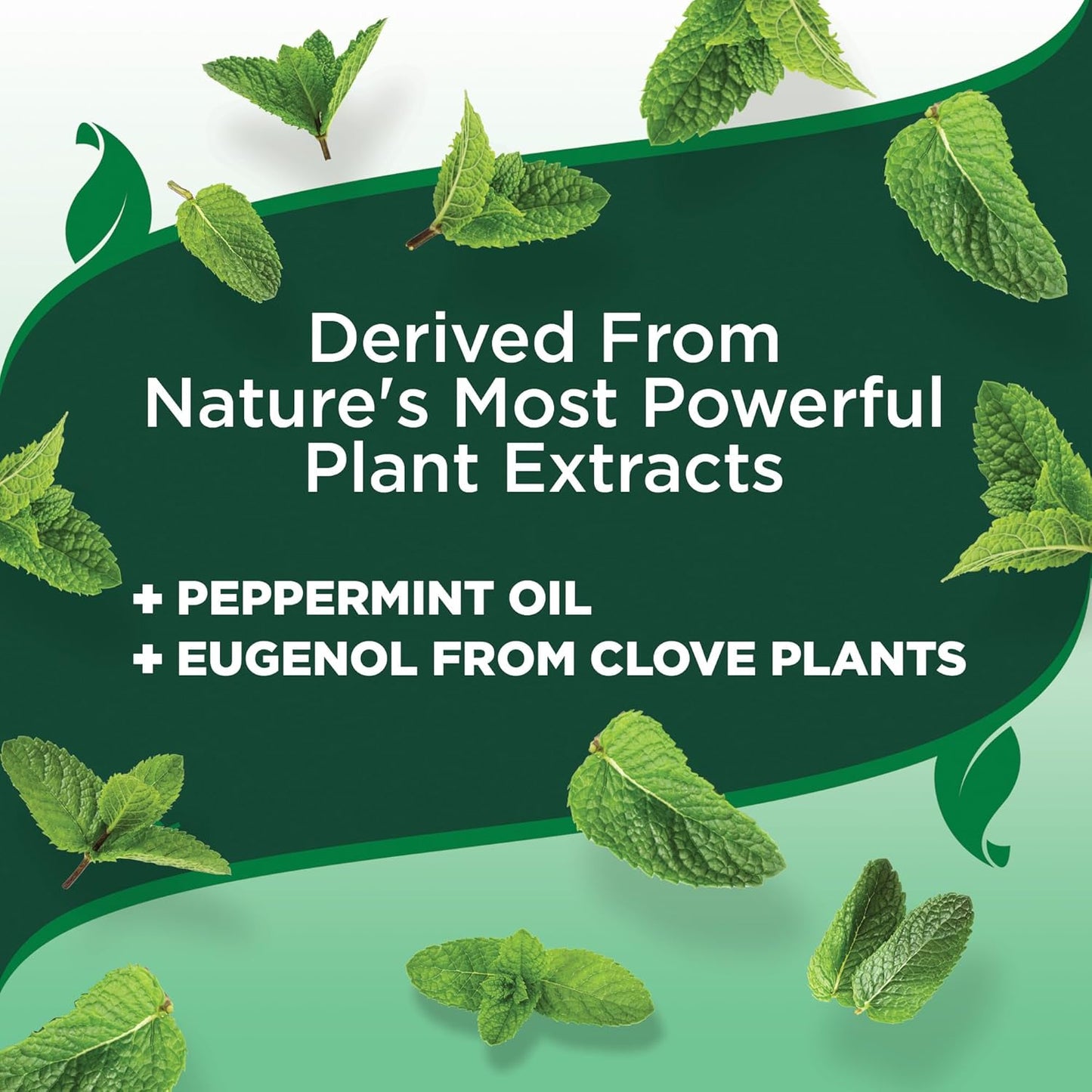 Vet's Best Flea and Tick Yard & Kennel Spray, Dog Flea Spray that Kills Fleas, Mosquitoes, & Ticks, Plant-Based Ingredients, Plant Safe Ready-to-Use Hose Attachment, 32 fl oz