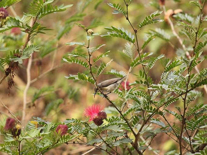 Birdseed Cylinders with Hole - Bird Seed for Outside Wild Birds (Small Cylinder, Bandit Buster 4pc)