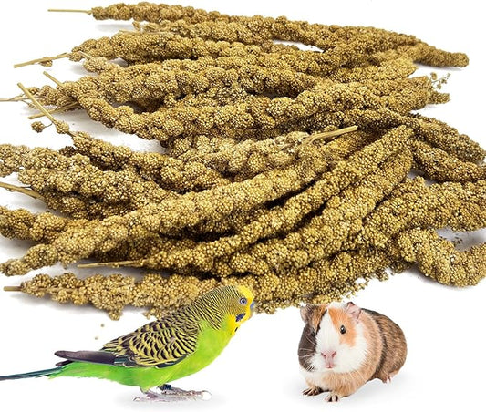 kathson Spray Millet Treat Sun-Dried Bird Millet Parakeet Treats for Budgies Finches Cockatiels Parrots Lovebird Hamster Other Pet Birds 0.44LB