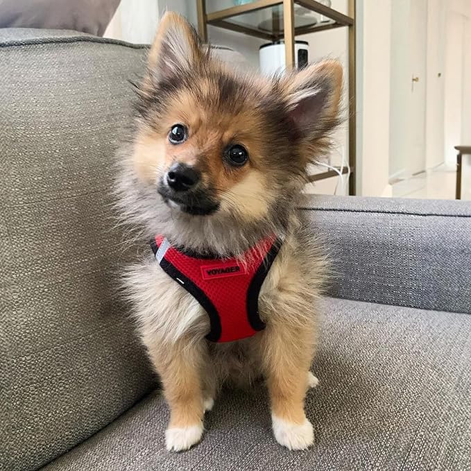 Voyager Step-in Air All Weather Mesh Harness and Reflective Dog 5 ft Leash Combo with Neoprene Handle, for Small, Medium and Large Breed Puppies by Best Pet Supplies - Red/Black Trim, Medium